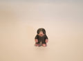 Mr Mole
